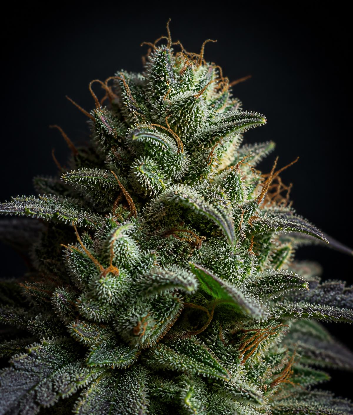 Macro photograph of a premium cannabis flower